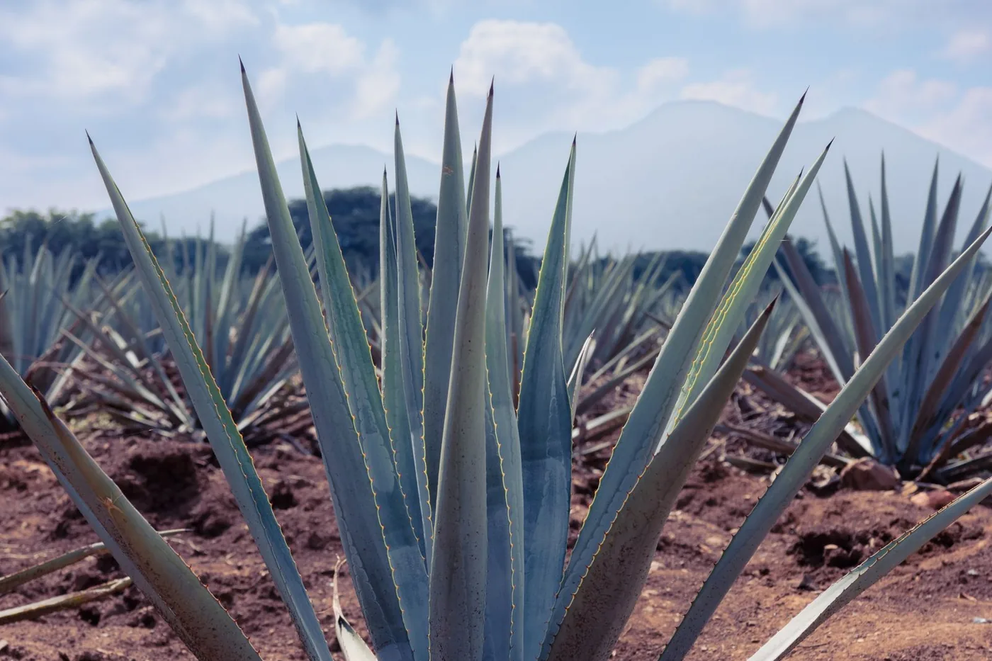 Campo de agave en los altos de Jalisco